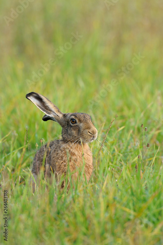 European brown hare in summer, Germany, Europe © Ana Gram