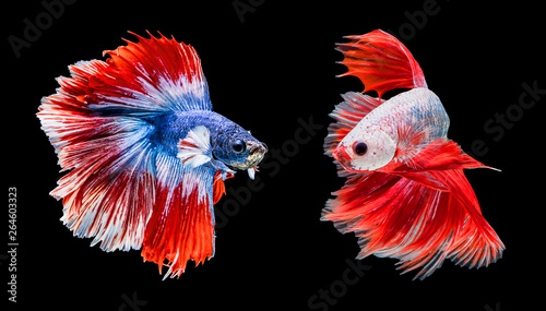 Two betta fish are fighting, Siamese fighting fish on black background
