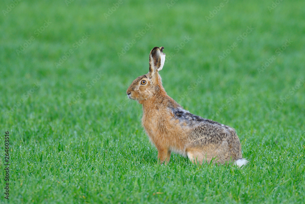 European brown hare in summer, Germany, Europe European brown hare in summer, Germany, Europe