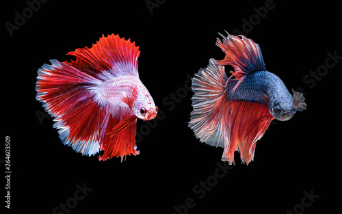 Two betta fish are fighting, Siamese fighting fish on black background