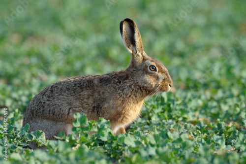 European brown hare in canola field, Germany, Europe