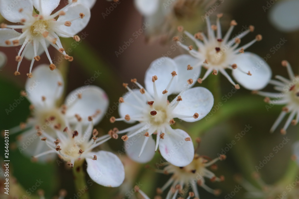 FLOR BRANCA FLOR BRANCA