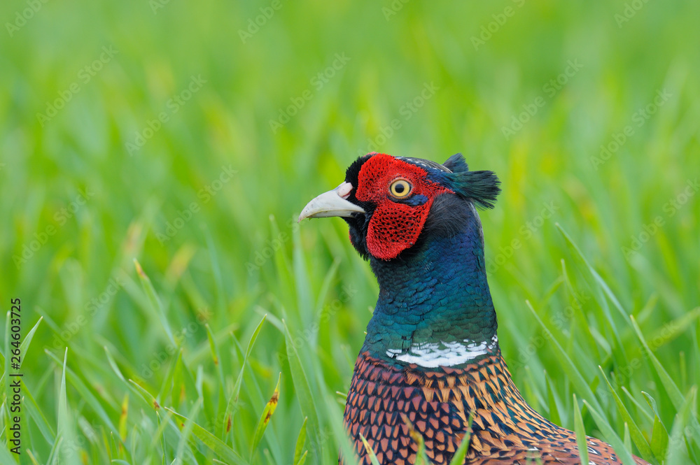 Pheasant in meadow, Phasianus colchicus, Male, Germany, Europe Pheasant in meadow, Phasianus colchicus, Male, Germany, Europe