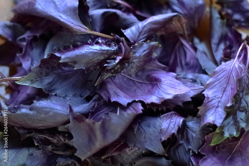 Leaves and bunches of purple basil