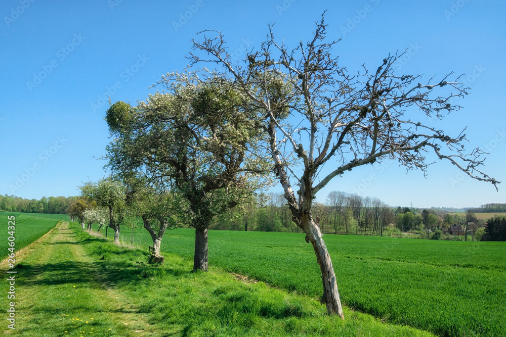 Bad Münder - Feldweg mit einer Reihe alter Obstbäume, Niedersachsen, Deutschland