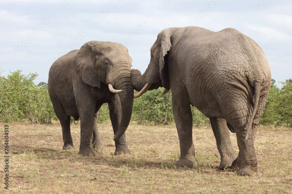 Afrikanischer Elefant / African elephant / Loxodonta africana