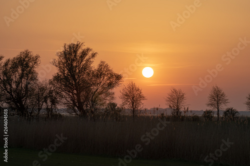Malerischer Sonnenuntergang mit riesig gro  er Sonne und Silhoutten von B  umen und Gr  sern   ber dem Achterwasser bei Rankwitz auf Usedom