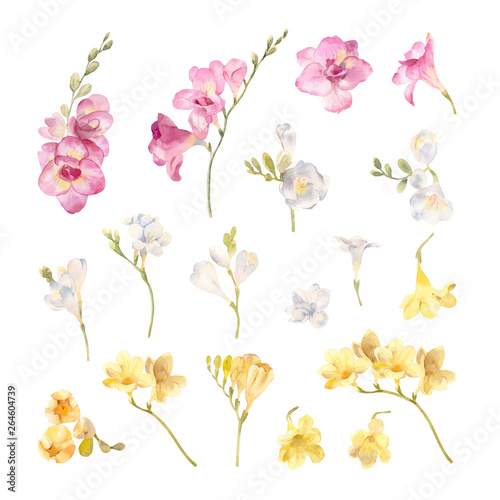 collection of hand painted watercolor flowers freesias photo