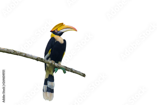 Great hornbill on on the White Blackground
