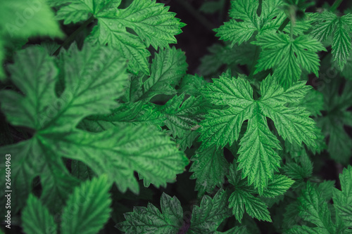 stinging nettle leaves as background. Beautiful texture of nettle. Top view. Copy space. Can use as banner