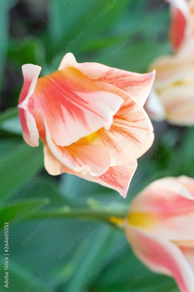 Colorful orange coral pink tulips fresh flowers at a blurry soft focus background close up bokeh