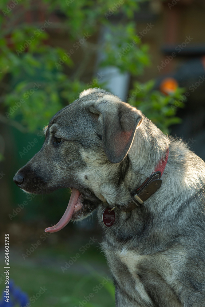 Gähnender Hund