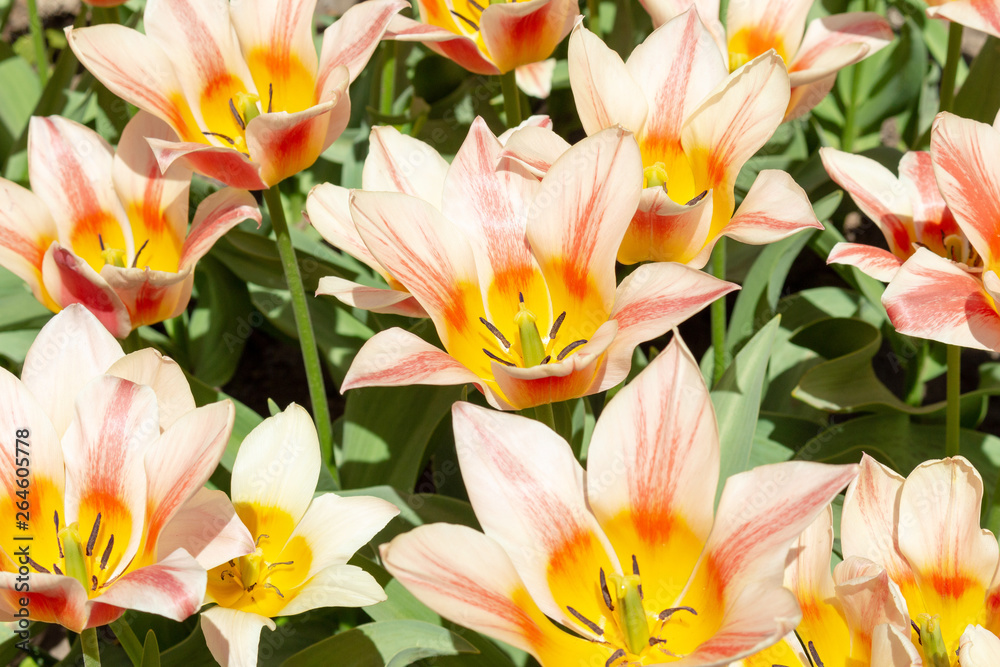 Naklejka premium Colorful orange coral pink tulips fresh flowers at a blurry soft focus background close up bokeh