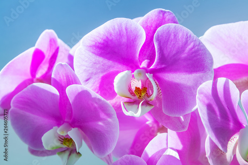 Phalaenopsis room orchid flowers head bouquet blossom on blue background. A branch of beautiful purple phalaenopsis.