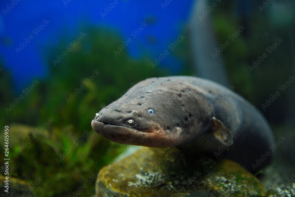 Face of an Electric Eel which is not an eel but an air breathing South American electric fish or knifefish