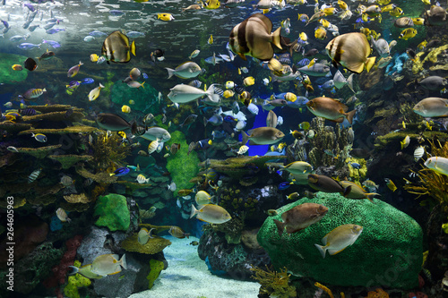 Indo Pacific Coral Reef and tropical fish of Rainbow Reef at an Aquarium Toronto © Reimar