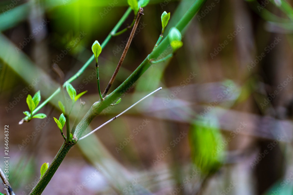 Macro photo of green buds on a tree branch with a natural blurred background Macro photo of green buds on a tree branch with a natural blurred background