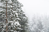 Winter landscape with a pine forest covered with snow during a snowfall with snow-covered tree branches in the foreground