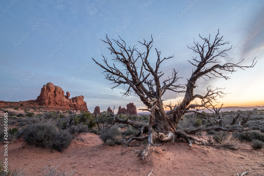 A dead tree and desert vegetation in front of natural rock formations in Arches National Park. Last light in the sky during dusk 