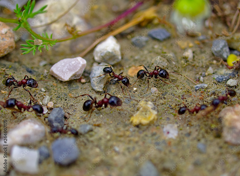 Ants close up working on their natural environment. Macro photo of ants group. Stones soil and small plants.