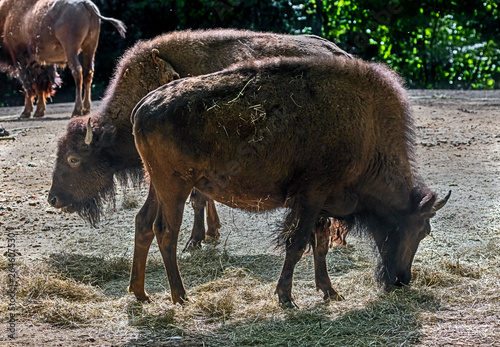 Two yiung bisons in their enclosure eating hay. Latin name - Bison bison photo