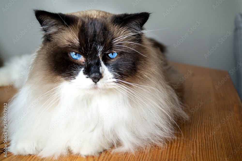 Beautiful cat with light blue eyes