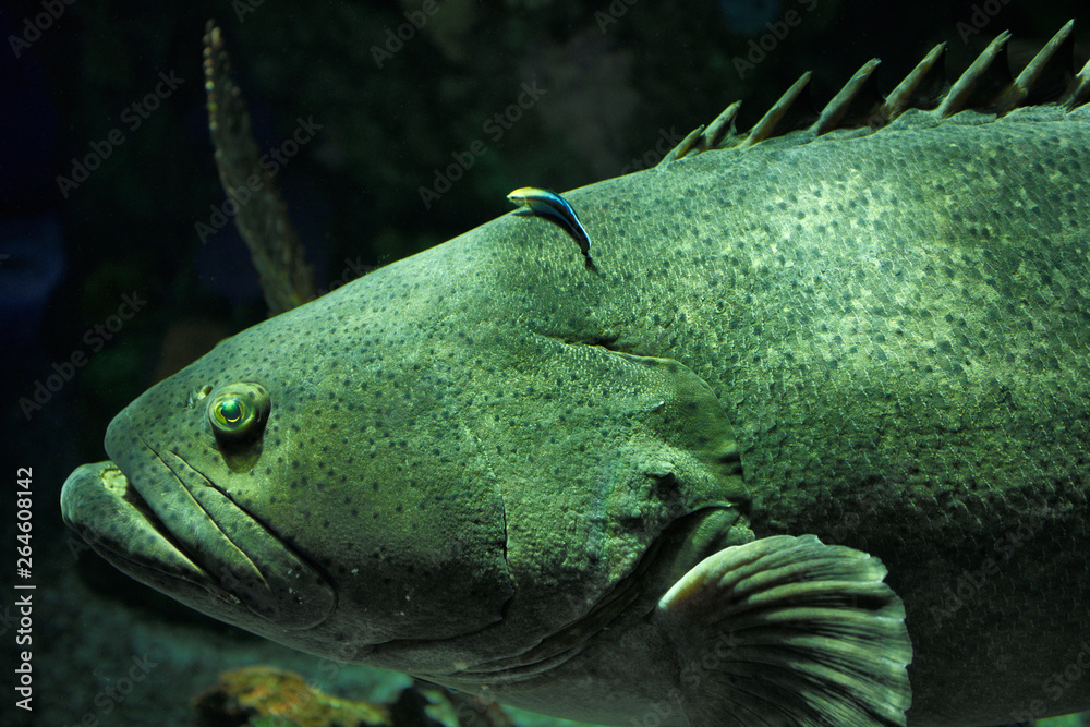 Giant Atlantic Goliath Grouper being cleaned by a bluestreak cleaner
