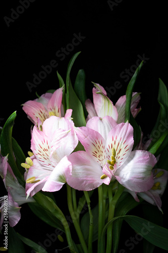 Fototapeta Naklejka Na Ścianę i Meble -  Alstroemeria Peruvian Pink and White Lily on Black Background