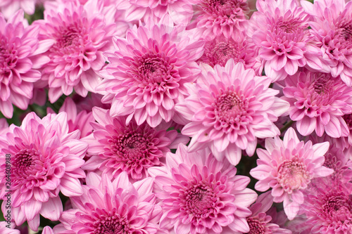 Beautiful pink chrysanthemum background