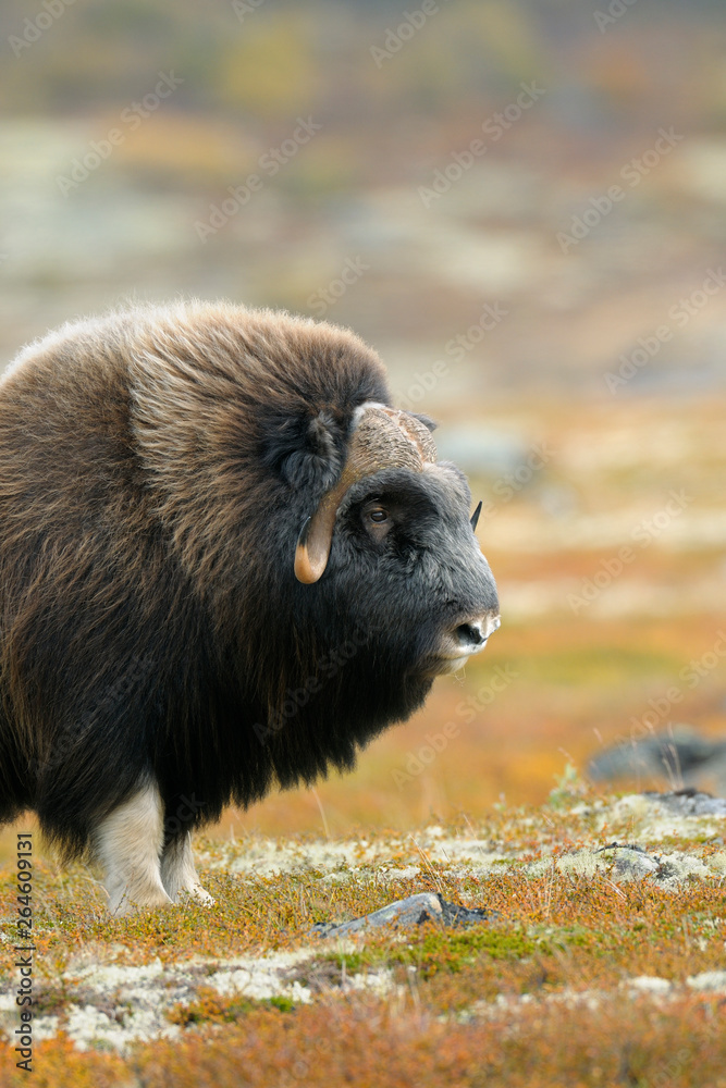 Muskox, Bull, Dovrefjell National Park, Norway, Europe Muskox, Bull, Dovrefjell National Park, Norway, Europe