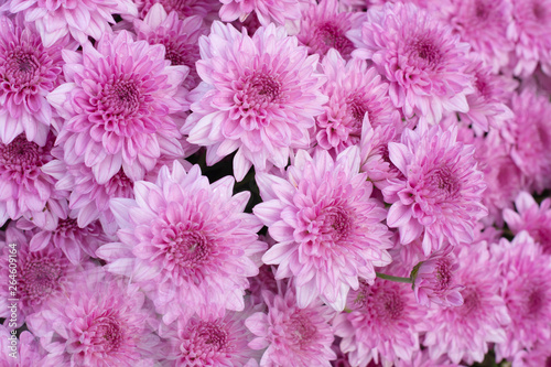 Beautiful pink chrysanthemum background