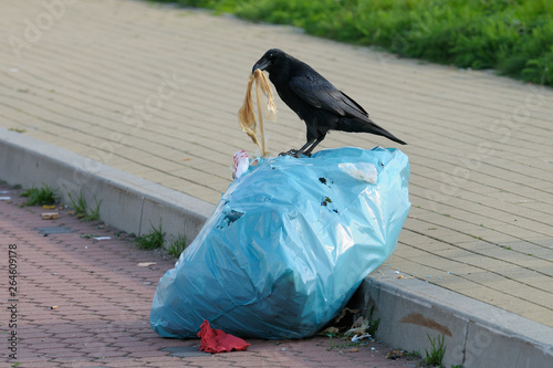 Carrion crow on a trash bag, Germany, Europe photo