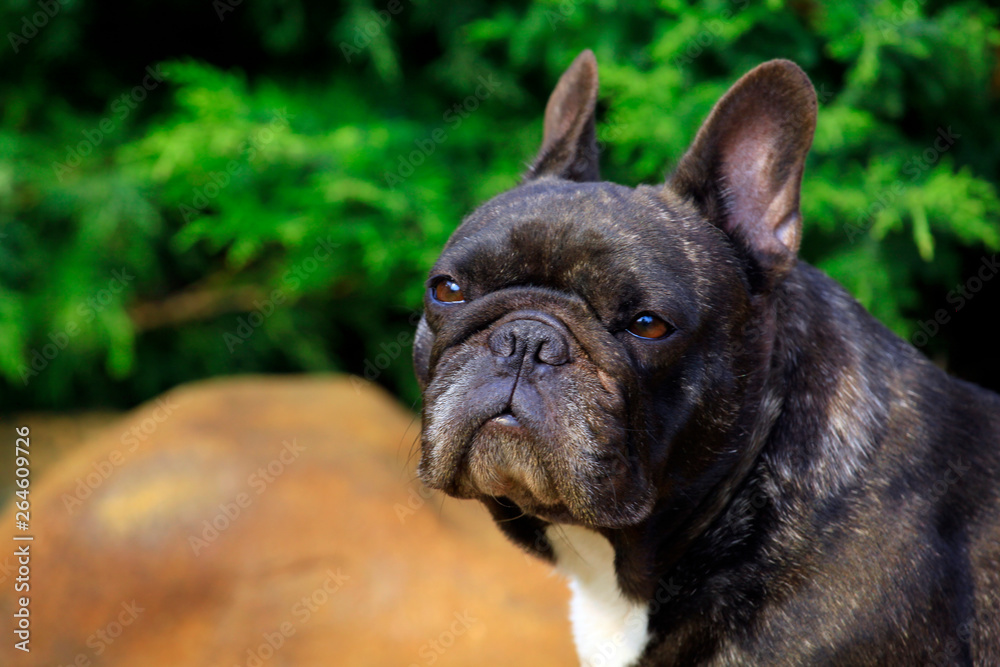 Black french bulldog garden  