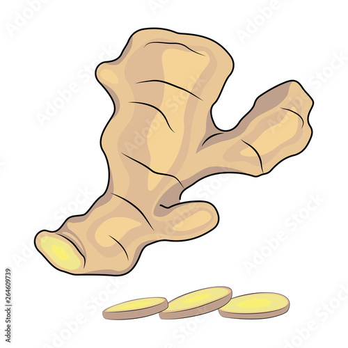 Fresh ginger root and sliced ginger on white background. Vector illustration.
