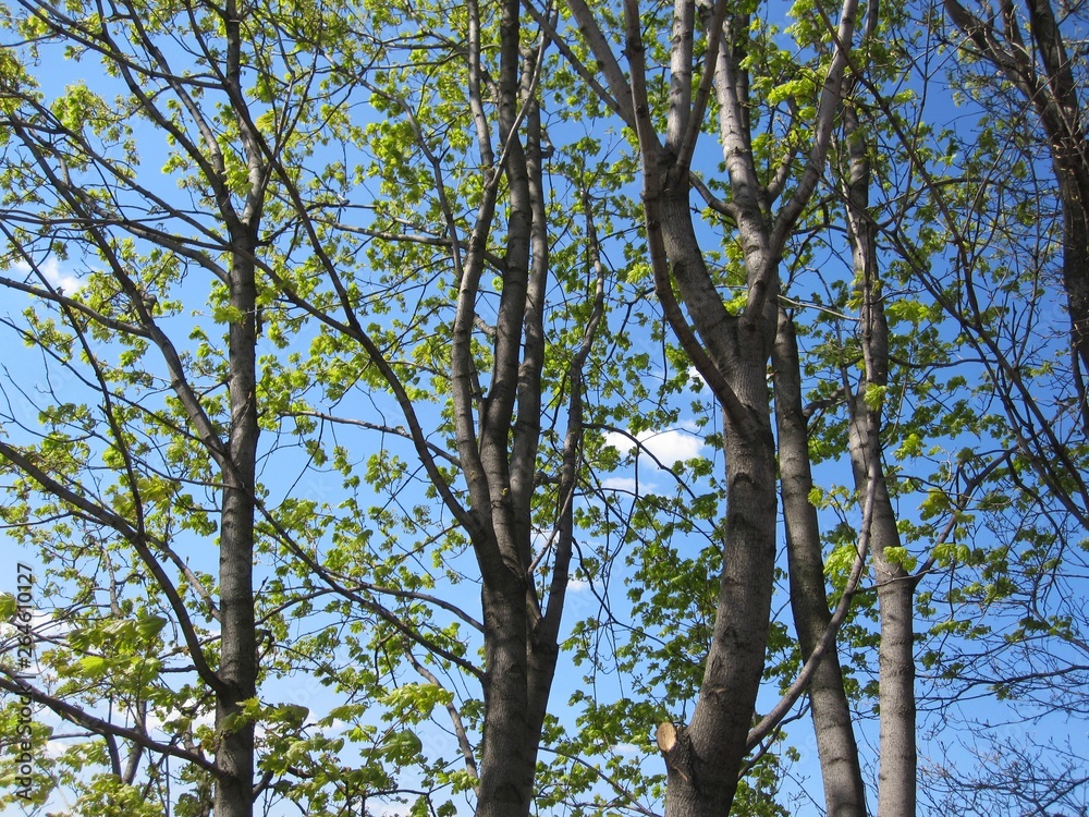 Background of trees and leaves against the sky Background of trees and leaves against the sky