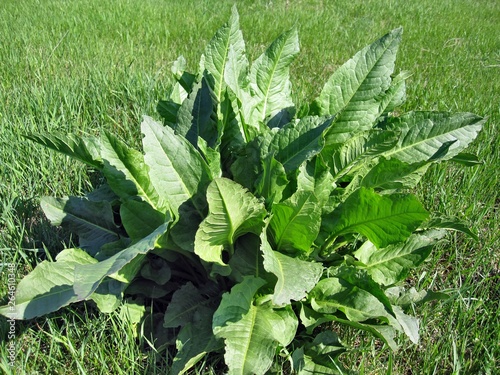 Plant rumex obtusifolius