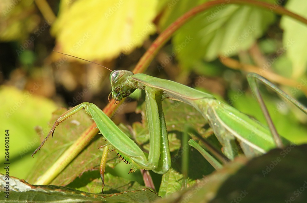 Green mantis on plant background in autumn garden, closeup