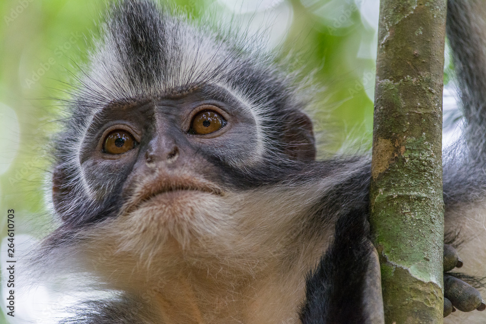 Naklejka premium monos en la selva