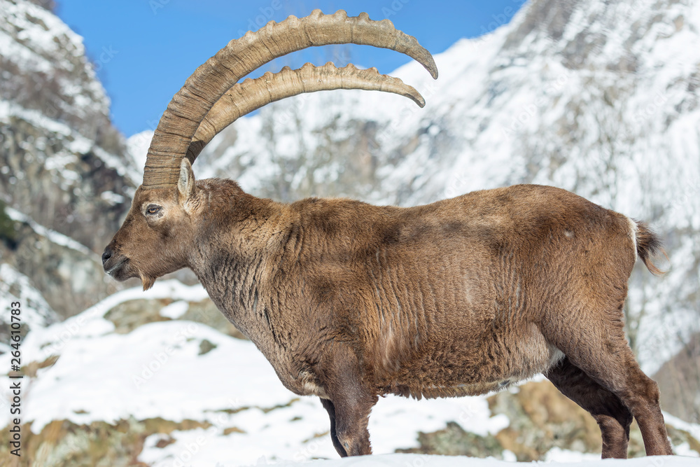 Incontro con un fantastico animale, lo stambecco delle Alpi (Capra ibex)