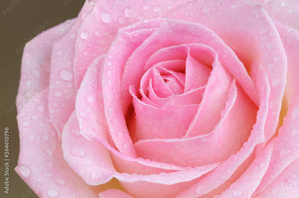 Pink rose with watertrops, Close-up, Germany Pink rose with watertrops, Close-up, Germany
