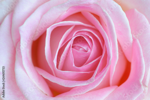 Pink rose, Close-up, Germany