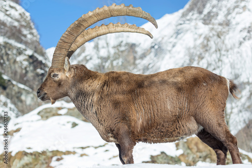Incontro con un fantastico animale  lo stambecco delle Alpi  Capra ibex 