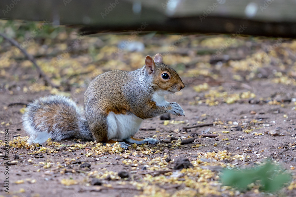 red squirrel eating a nut red squirrel eating a nut