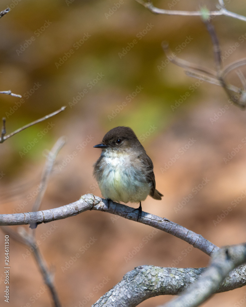 Eastern Phoebe enjoying a spring morning. Eastern Phoebe enjoying a spring morning.