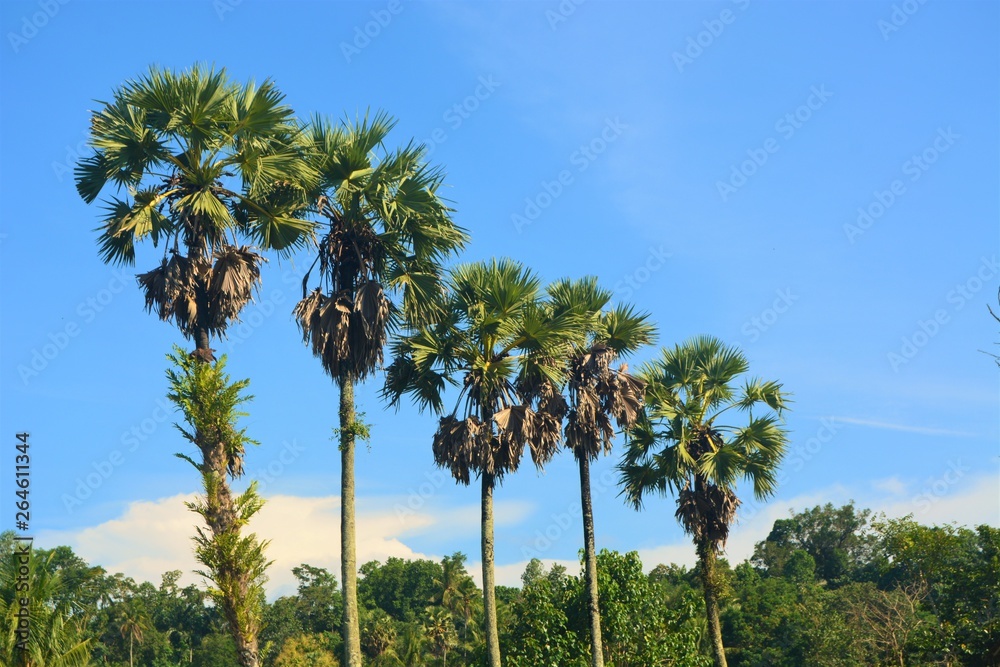 Fototapeta premium beautiful rows of coconut trees