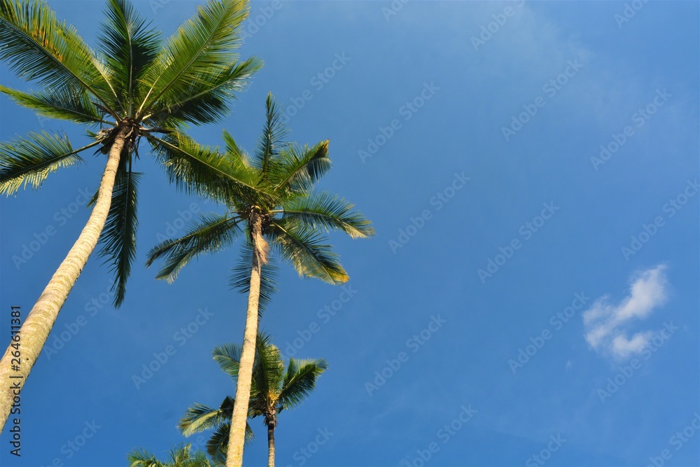 beautiful rows of coconut trees