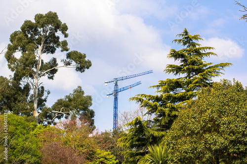 Forest on the background of cranes and construction. Nature and civilization. View of the tower crane through the park and beautiful trees