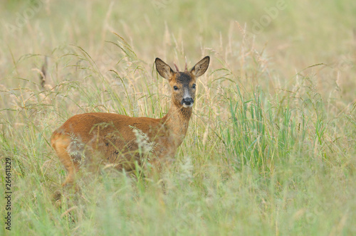 Fototapeta Naklejka Na Ścianę i Meble -  Western Roe Deer (Capreolus capreolus) in Summer, Roebuck, Germany, Europe