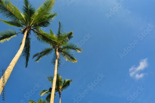 beautiful rows of coconut trees