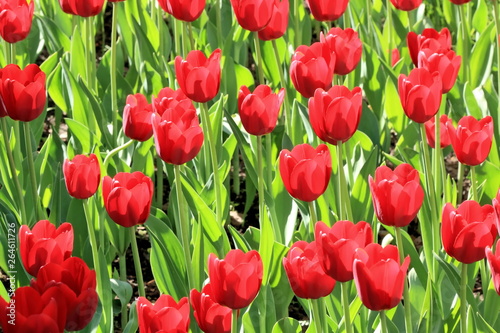 Beautiful blooming tulips